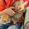 13cm New High-end Pet Nail Clippers Log Handle Pet Shop Special Cut Big Dog Super Sharp Cat Dog Nail Clippers 5