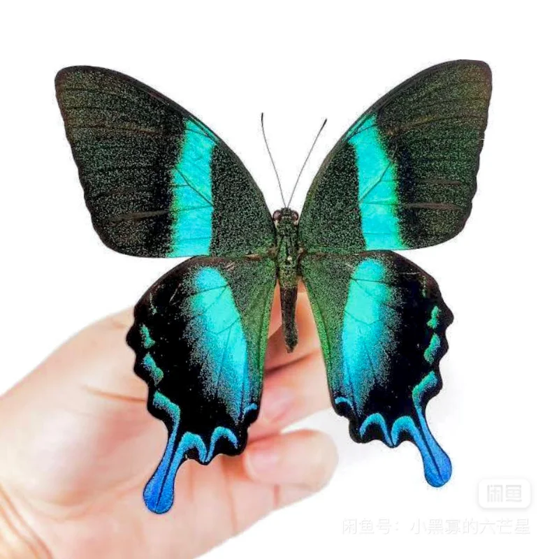 

Eros Papilio/Blue-tailed Papilio True Butterfly Insect Photography Collection Natural Gift living room decoration home decor
