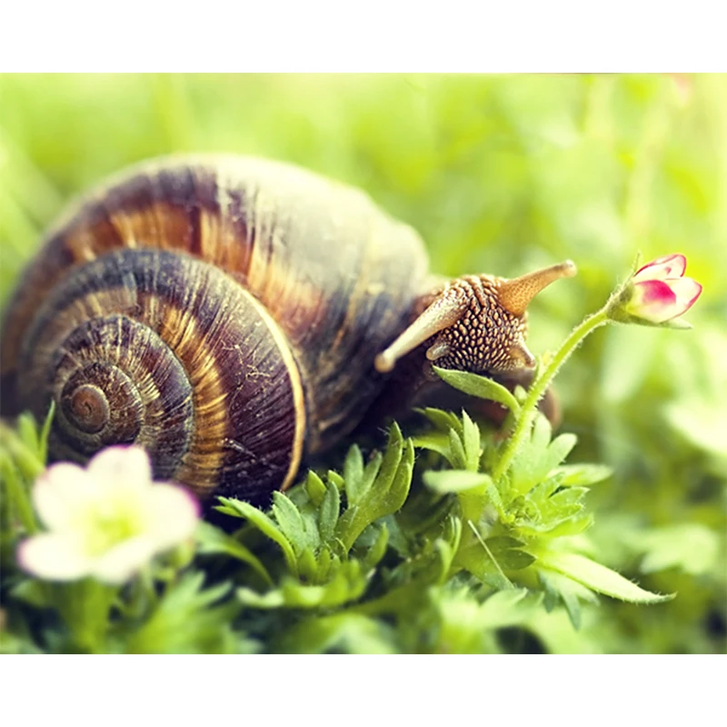 

DIY 5D diamond painting animal snail cross stitch mosaic pattern rhinestone diamond embroidery home decoration ZWQ