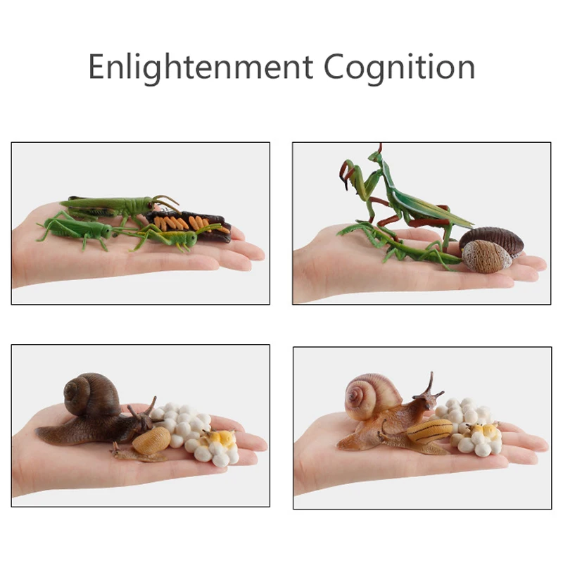 Children Simulation Biology Model Toys Animal Plant Life Growth Cycle Montessori Educational Learning Toy For Kids Teaching Aids 5