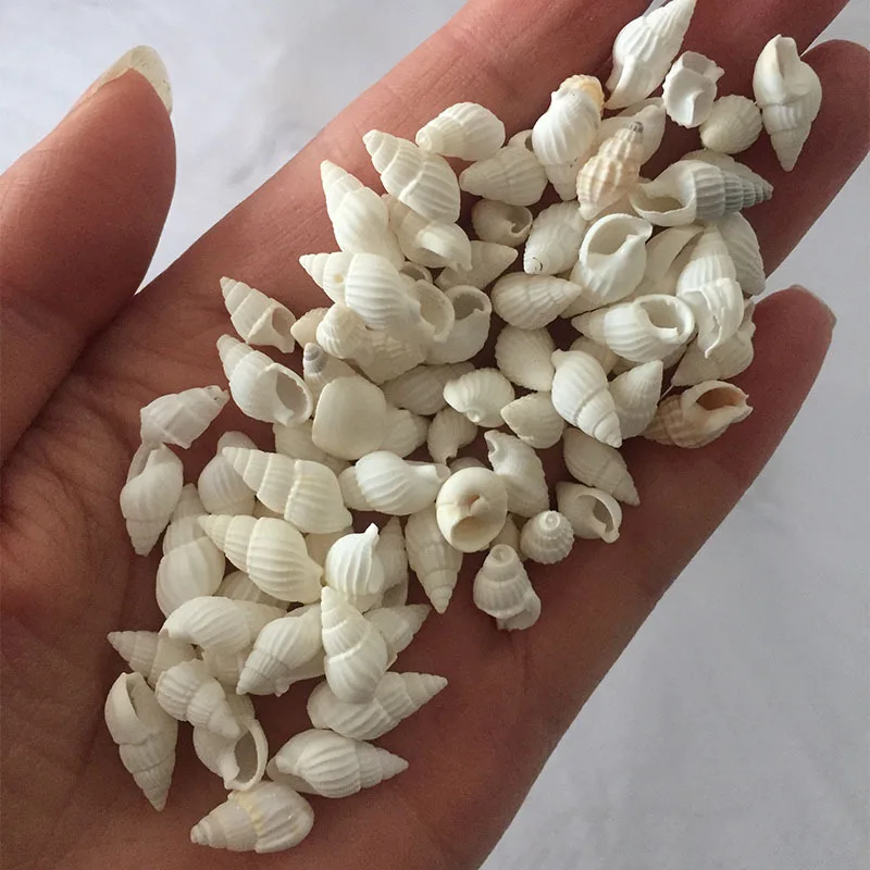Natural Shell Ornaments 100pcs Small Shell White Nautical Wedding Wedding Decorationsations Ornaments White Small Beautiful Shell Conches Assorted natural shell ornaments