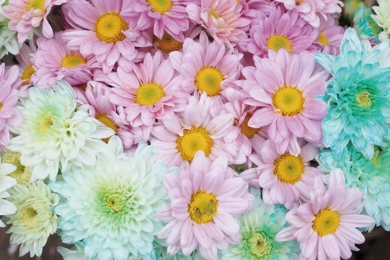       ̺      Ƽ   , ƿ