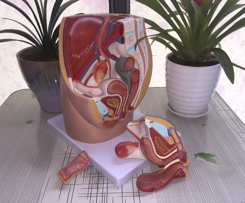 Sagittal section model of female pelvic cavity，Female Pelvic Model