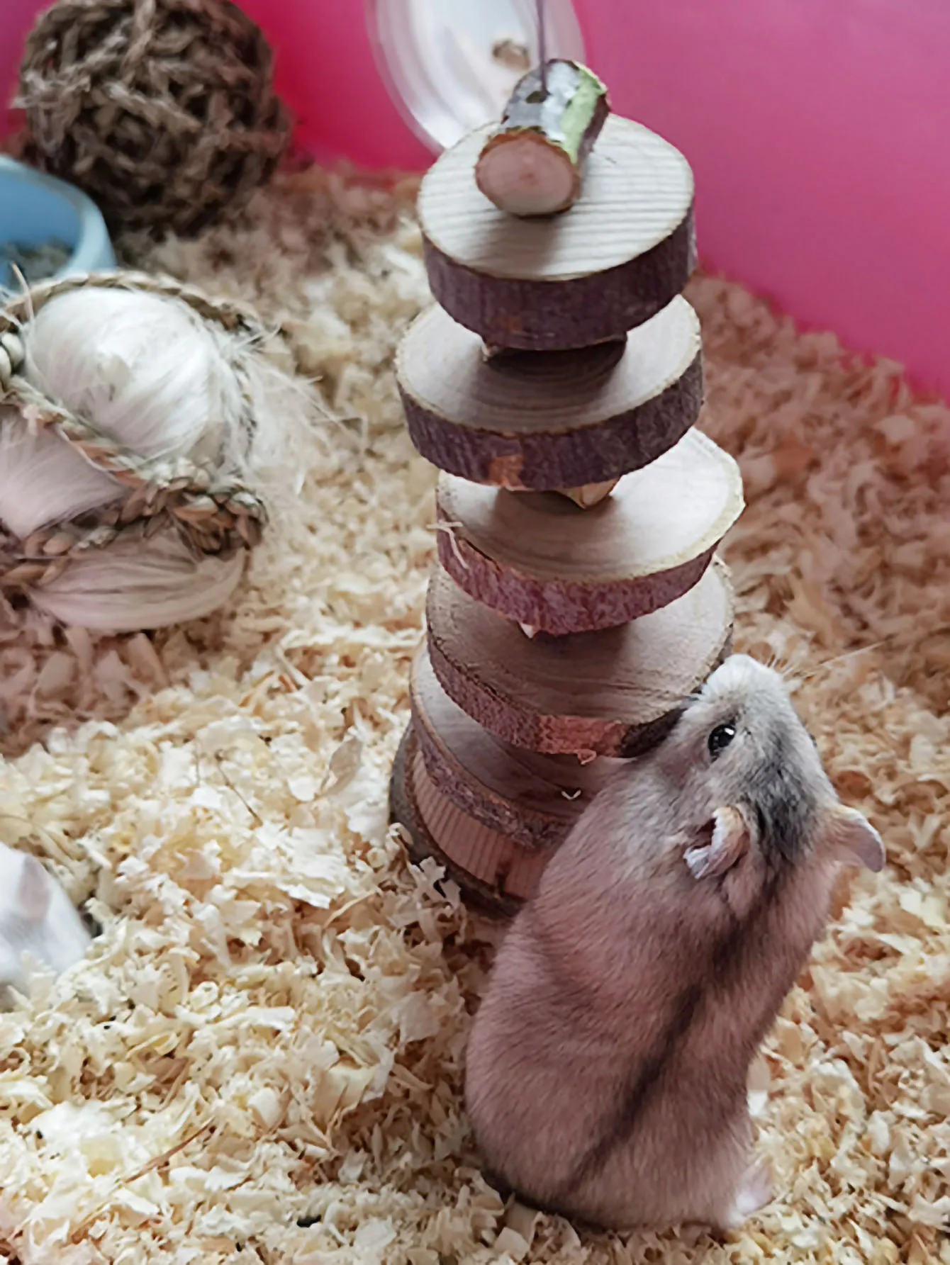 Wooden Apple Chew Toy 3