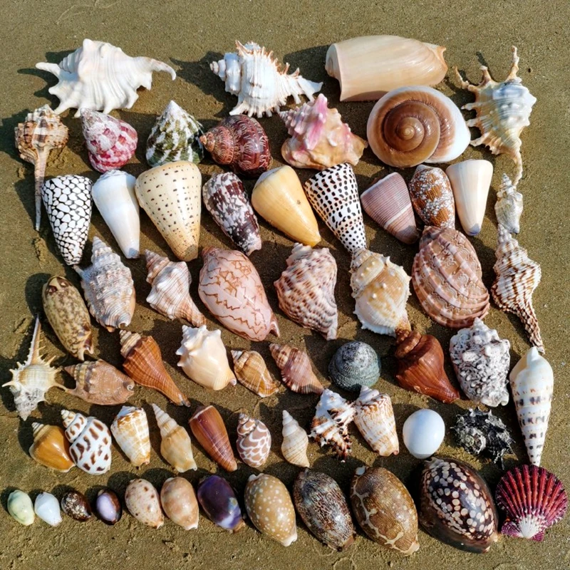 Conch Shell Starfish Fish Tank Landscaping Hermit Crab Shell Drift Bottle Material natural shell ornaments resin starfish ornaments
