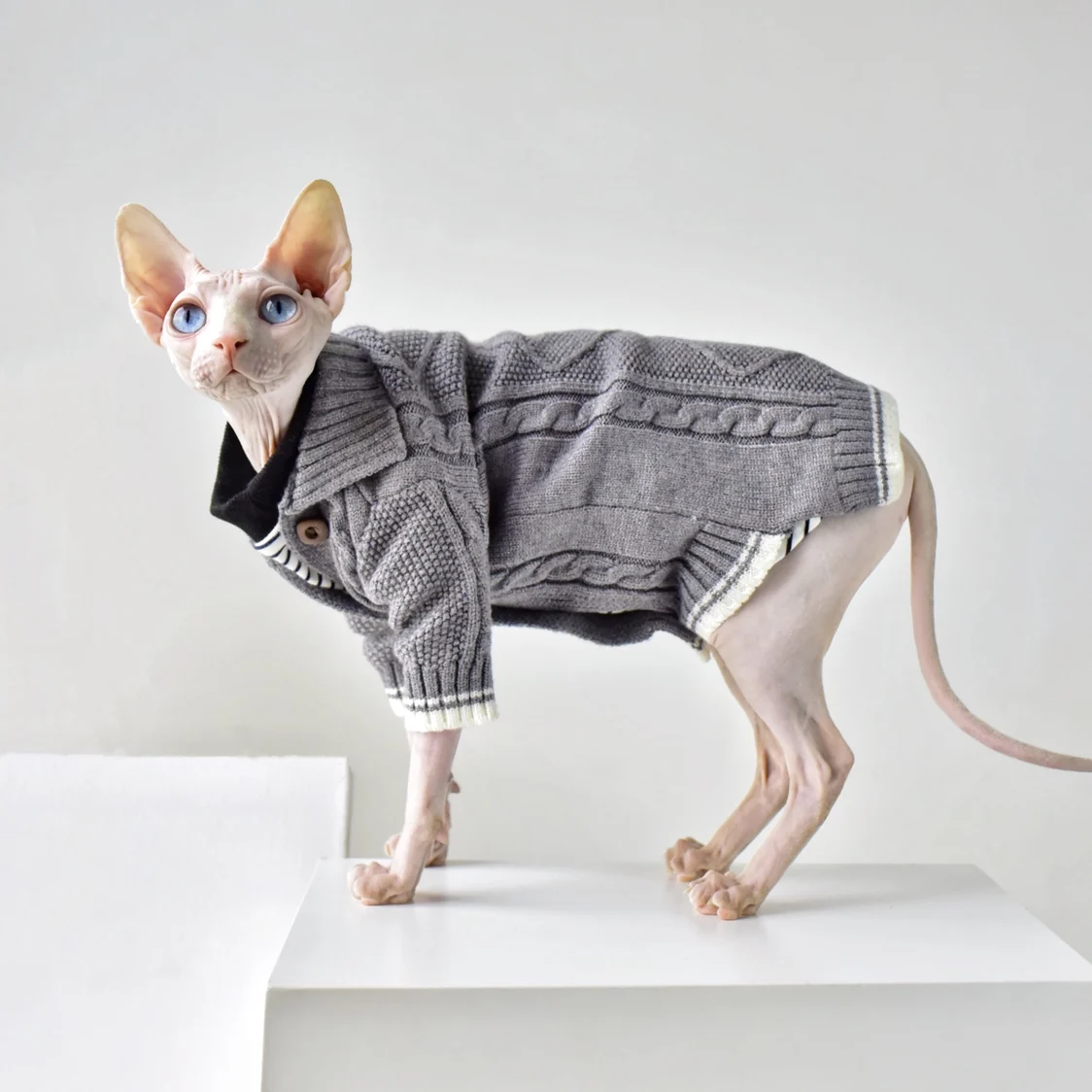 Designer Cat Sweater  LV Sweater for Sphynx, Designer Sweater