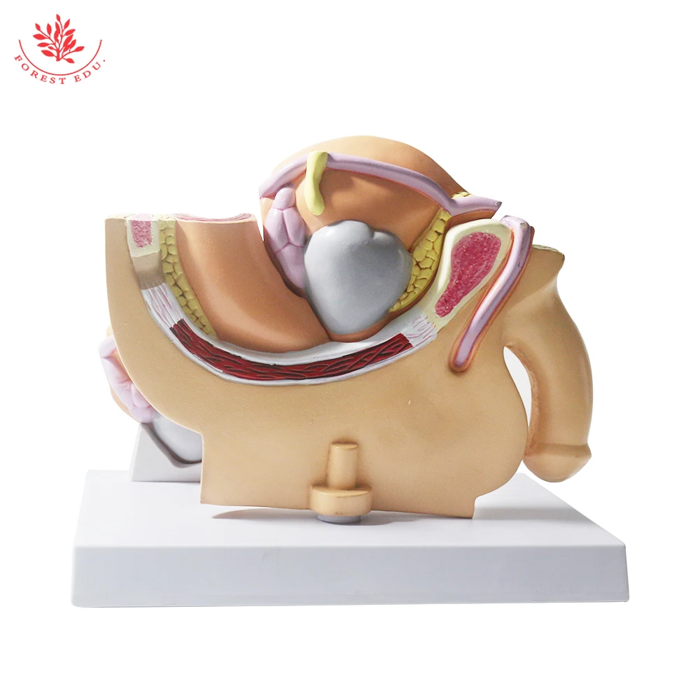 Male Pelvis Model Anatomical Genital Organ Pelvic Cavity of Prostate Anatomy Teaching Supplies Medical Science