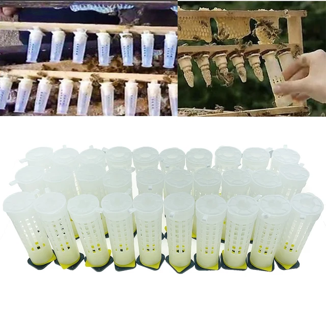 30 Darabos Méhészeti Védelem Borító Ketrec Műanyag A Lezárt Queen Cellás Méháruházak Bevezetése