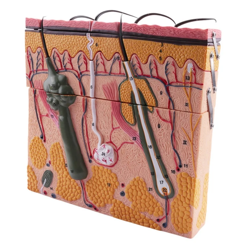 

Модель кожи, модель человеческой анатомической кожи, улучшенная структура тканей, модель для биологии, инвазивная косметическая хирургия, Обучающие модели