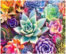 5D Diamond Painting Kits for Adults - Full Drill Round Rhinestone Painting Home Wall Decor (Succulent 12x16inch)