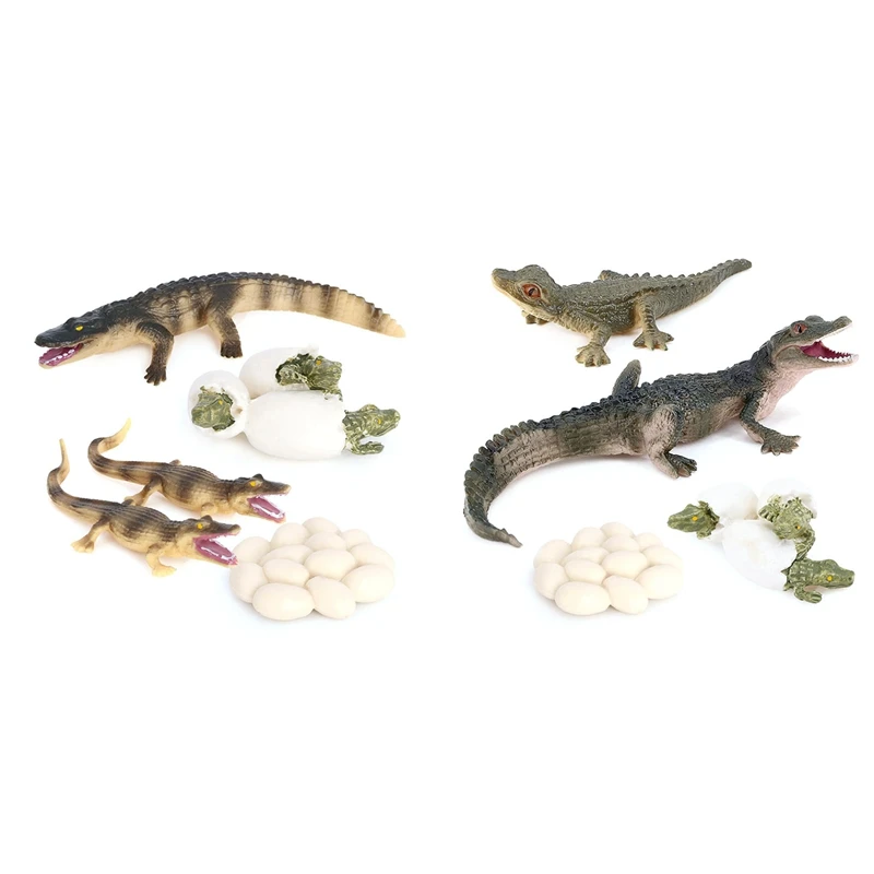 

Simulation Alligator Animal Growth Life Cycle Model Kids Child Pre-School Education Cognitive Biology Toys