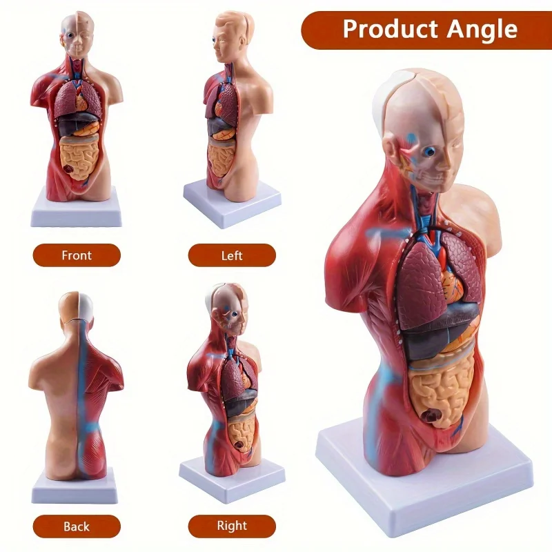 Detachable Human Organ Model 6