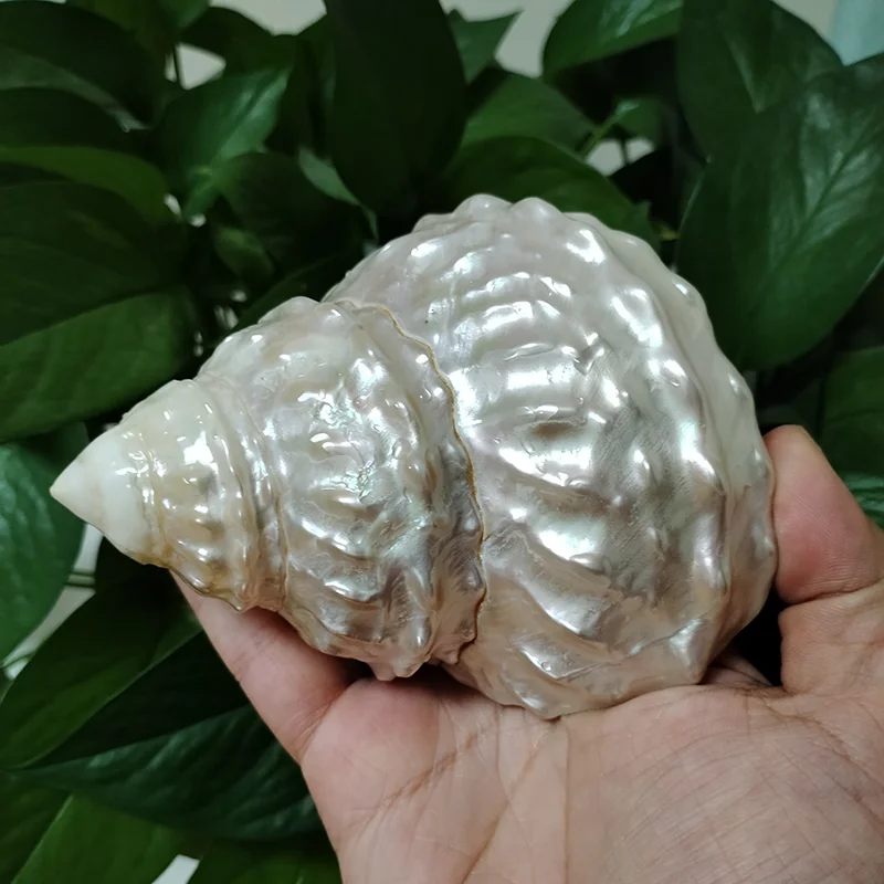 Conch Shell Decoration, White Mother of Pearl Tower Conch for Landscape Gifts