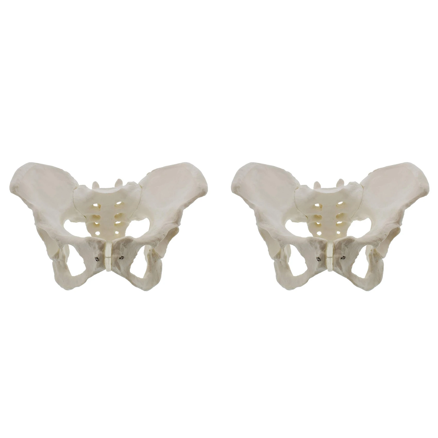 2x-life-size-female-pelvis-model-hip-model-female-anatomy-model-hip-bone-pelvic-model-female-anatomical-model