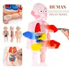 3D Puzzle Human Body Anatomy Model Kid Montessori Learning Educational Organ Assembled Toy Teaching Tool For Children STEAM Gift 1