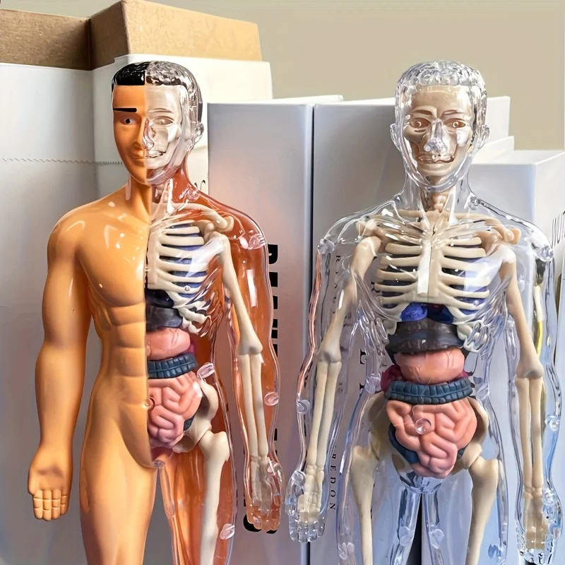 Body Learning Tools Children Cognitive Toys Human Anatomy Model Mannequin Skeleton Organ 3D Puzzle Montessori Kid Education Toys