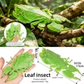 Leaf insect