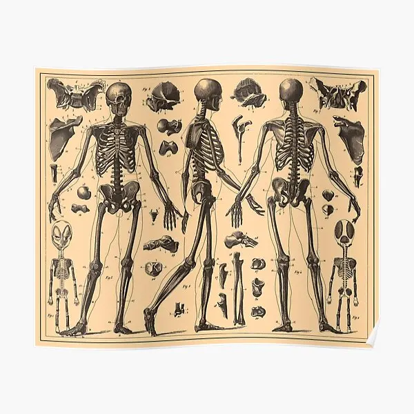 

Vintage Human Skeleton Anatomy Diagram Poster Vintage Art Print Room Modern Decor Picture Wall Funny Home Decoration No Frame