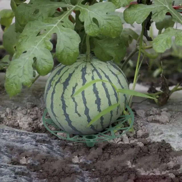 Görögdinnye Bölcső Óvoda Tálca Korróziógátló Gyümölcsök Zöldségek Tároló Cantaloupe Tök Támogató - Image 2