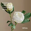 White B