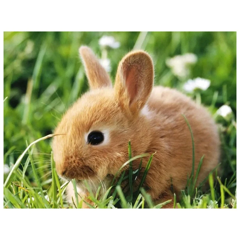 

DIY Diamond Embroidery Round Resin Diamond Cross Stitch Home Wall Decor (Rabbit) 30X40cm