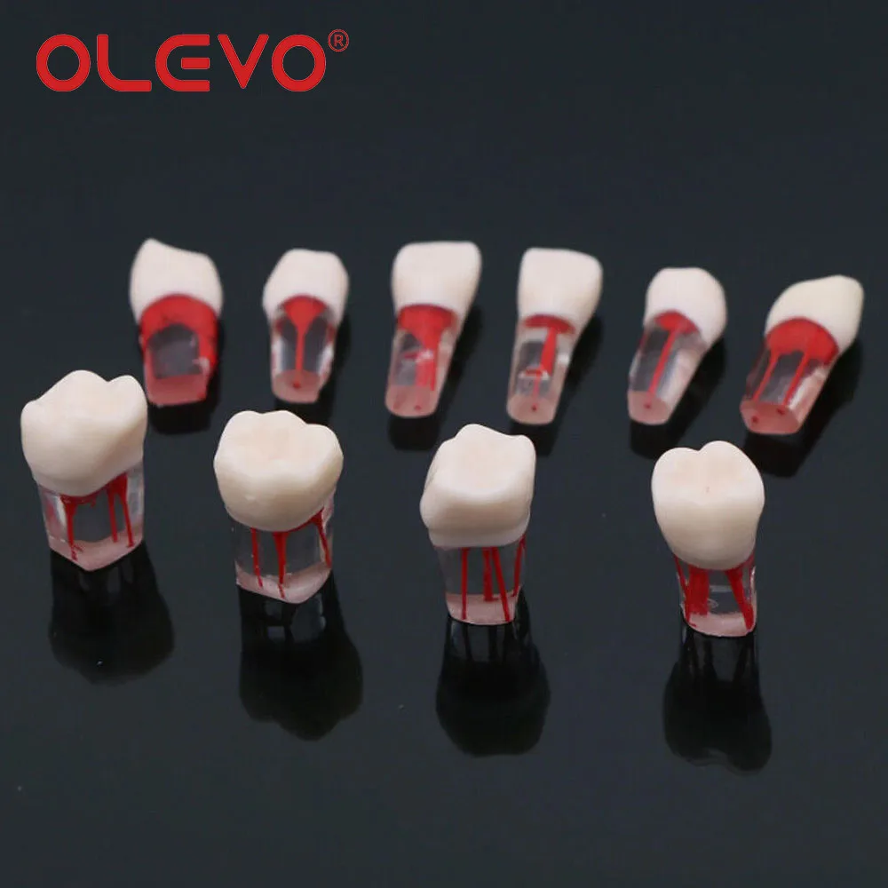 Рисунок 2 - Стоматологическая модель эндододонтического