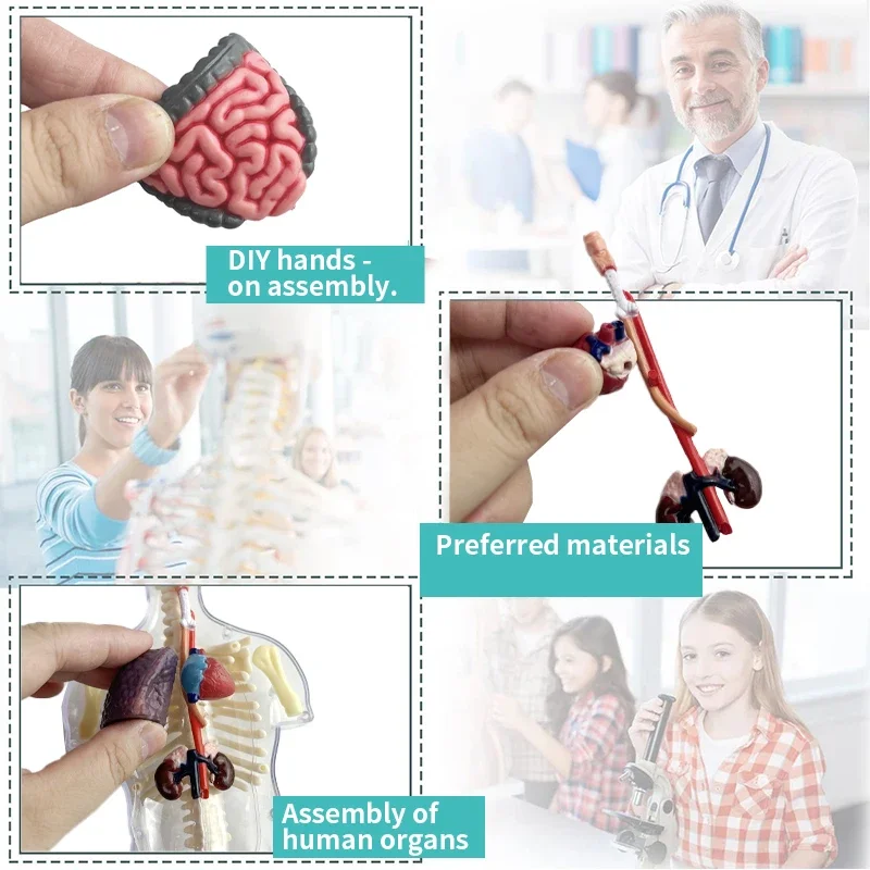 Plastic Human Body Assembly Model Educational Toy for Kids