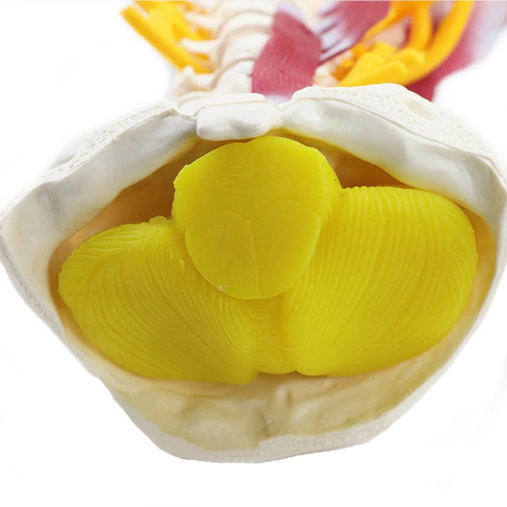 With Muscle Nerve Brainstem Occipital Bone Human Cervical Spine Anatomy Model Medical Science Teaching Resources 1:1 Detachable