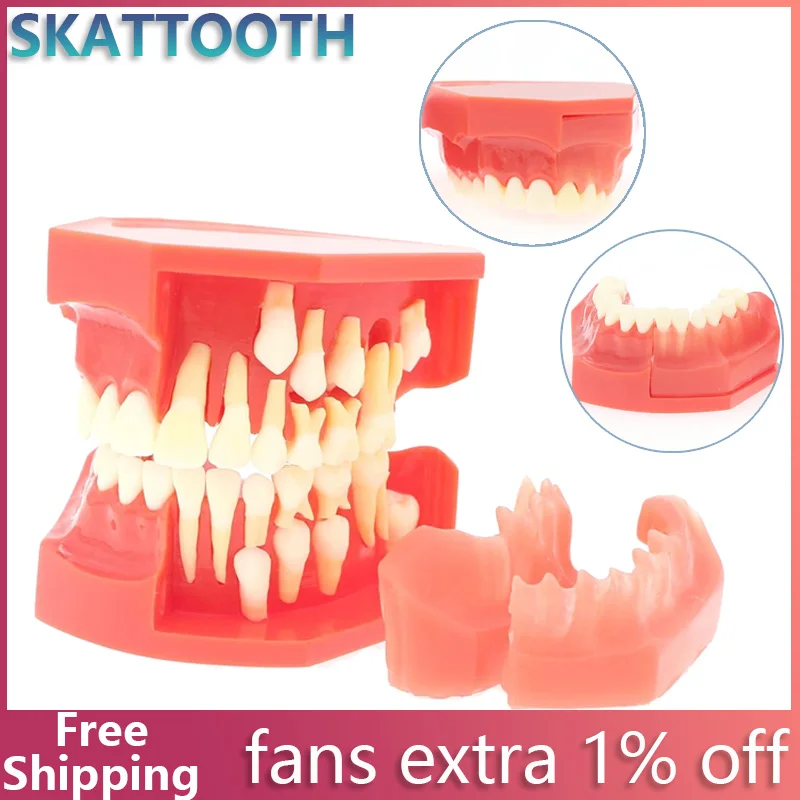 

Dental Model Children's Primary and Permanent Teeth Alternate Model Deciduous Teeth Replacement Development Demonstration Model