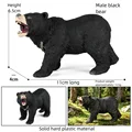 Male Black Bear