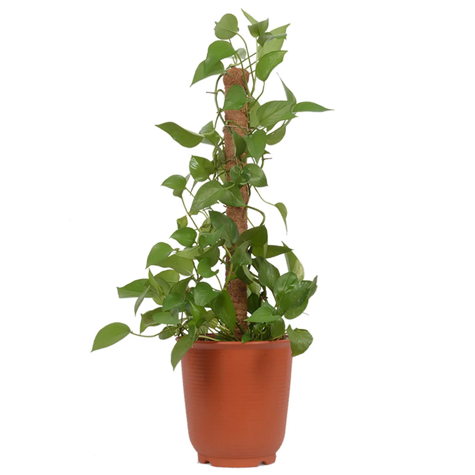 BendableCocoCoirMossPoleBendablePlantSupportForTraining