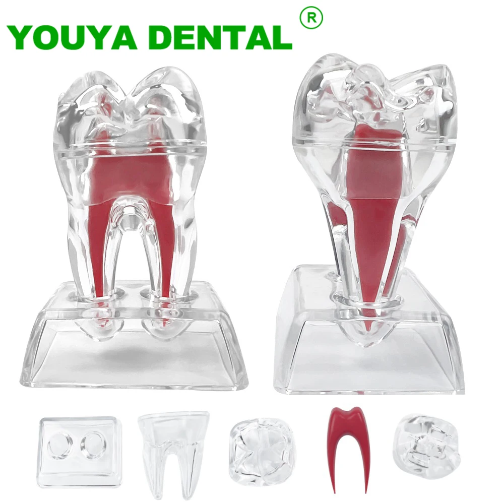 

Dental Anatomical Model Transparent Detachable Single Tooth Structure Decomposition Molar Model Dentistry Demonstration Models