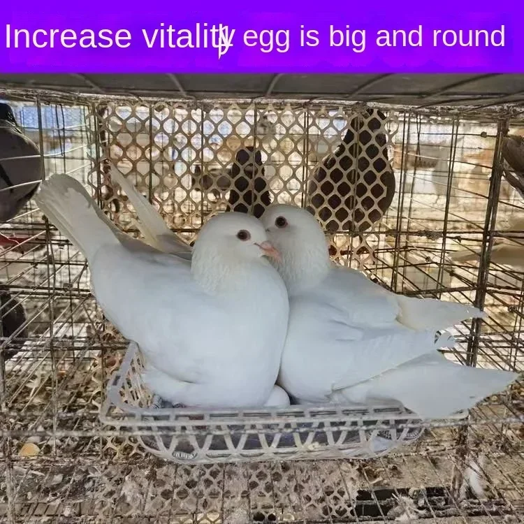 Breeding pigeon treasure 50g female pigeon Male pigeon increase fertilization improve egg health parrot universal 3
