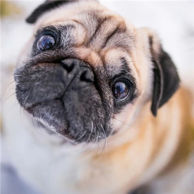 パグ♡オーダーパネル Sf34fb06882814c7b8abd9aa67d7b2