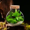 Desktop Micro-landscape Bottle Vase Empty DIY Cork Plant Terrarium Decorative Landscaping Container Glass Jar with Lid 2025 NEW 1