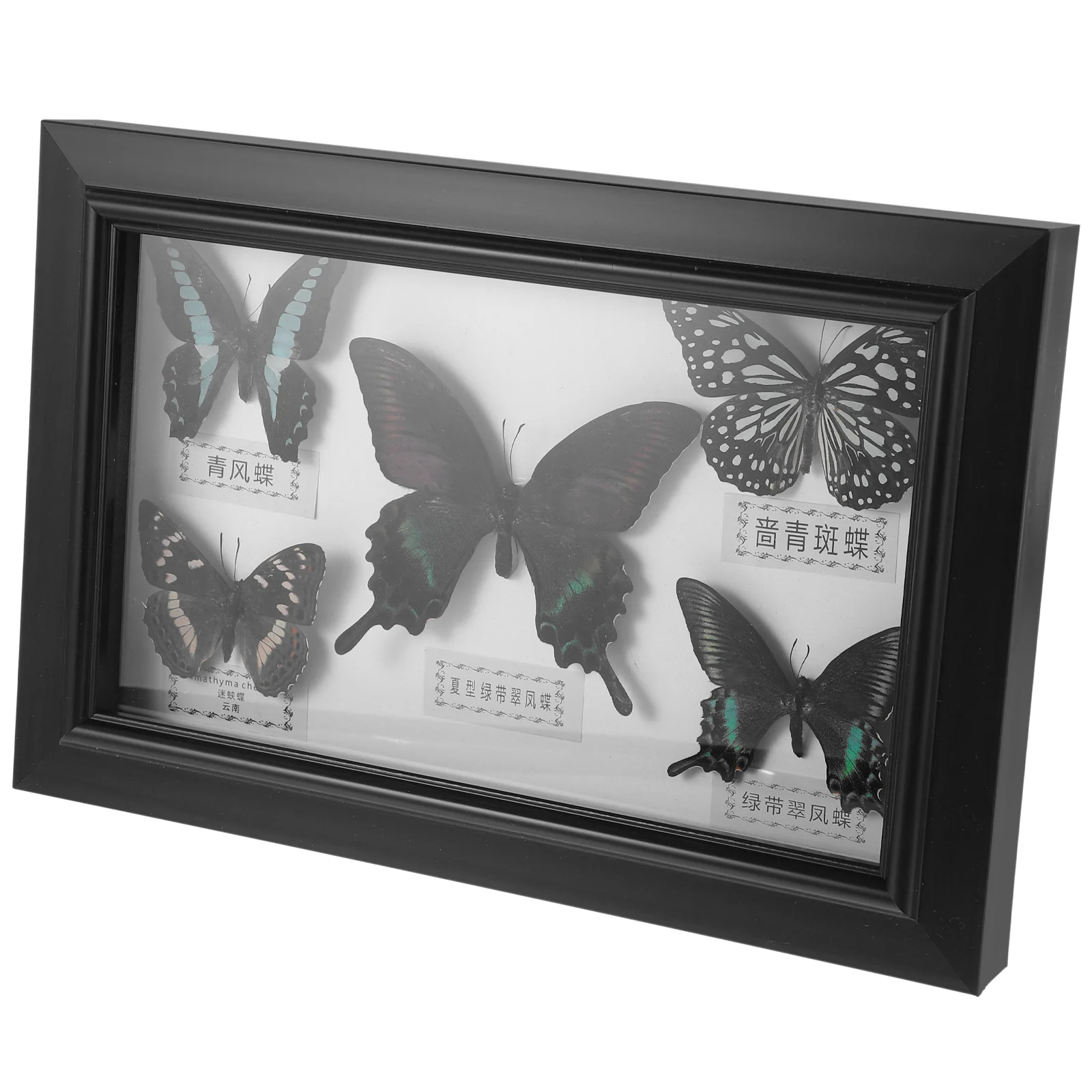 Framed Butterfly Taxidermy Shadow Box Butterfly Specimen Unique Collectible Entomology Lover Gift Home Studio Wall