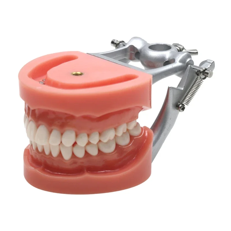 

Dental Orthodontic Teeth Practice Model Dental Teeth Model Dental Instrument
