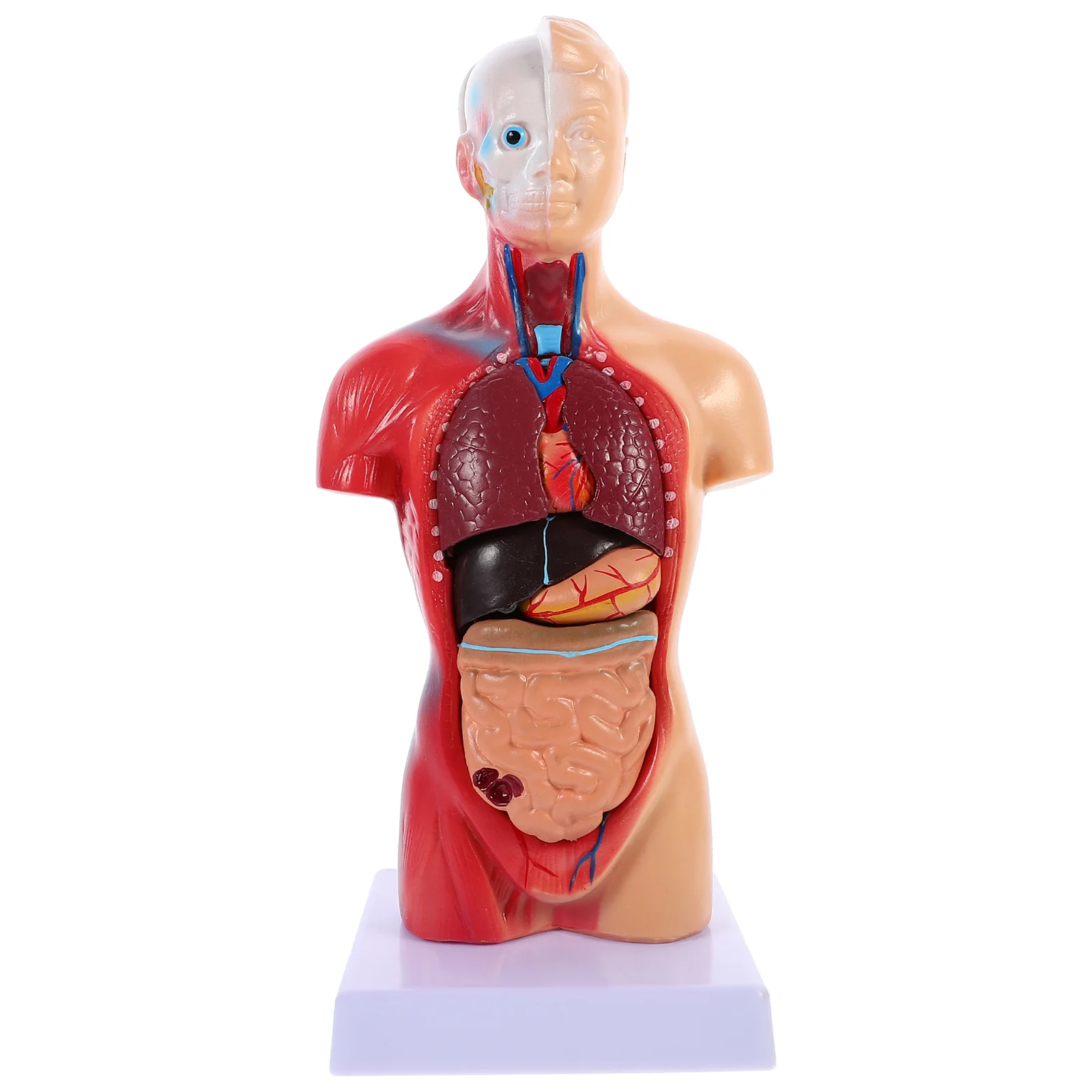 

Модель человеческого тела, анатомическая обучающая модель тела