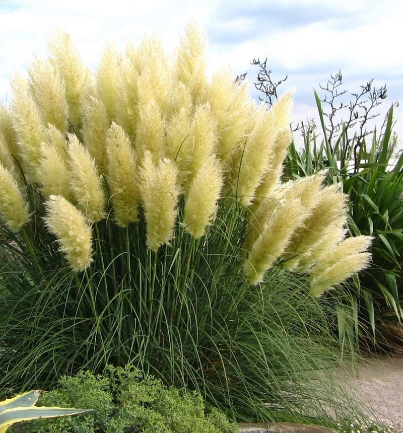 

Fluffy Large Pampas Grass Home Boho Decor Country Wedding Pompas Floral Decoration Dried Flowers Home Garden Decoration Reed