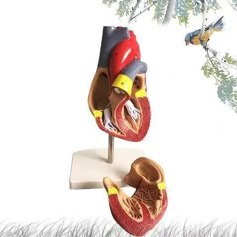 

1:1 Human heart anatomy model Medical teaching model free shipping