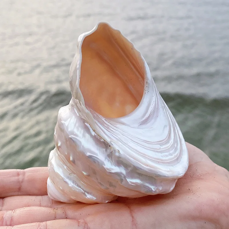 Conch Shell Decoration, White Mother of Pearl Tower Conch for Landscape Gifts