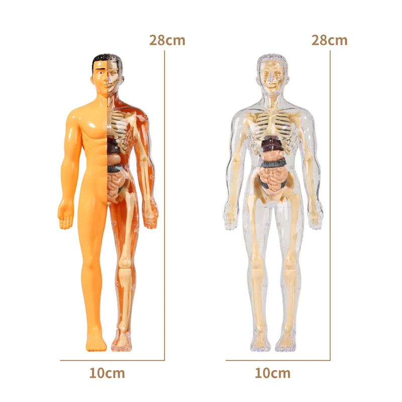 3D Human Torso Model Children's Anatomical Human Skeleton Organ Model Can Be Assembled DIY Human Organ Toys Educational Toys 6