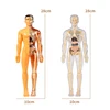 3D Human Torso Model Children's Anatomical Human Skeleton Organ Model Can Be Assembled DIY Human Organ Toys Educational Toys 6