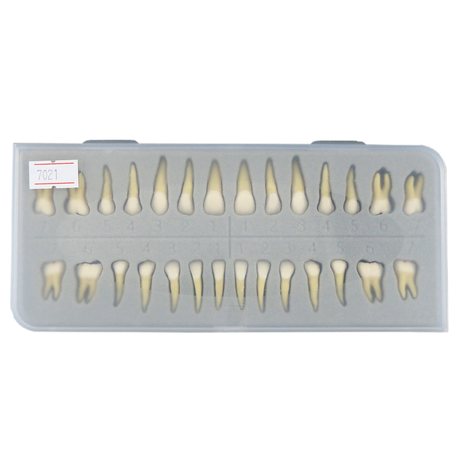 

28Pcs Upper And Lower Dental 1:1 Natural Standard Normal Adult Permanent Teeth Model Demo M7021 For Demonstration Teach Study