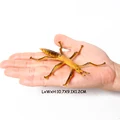 Stick insect