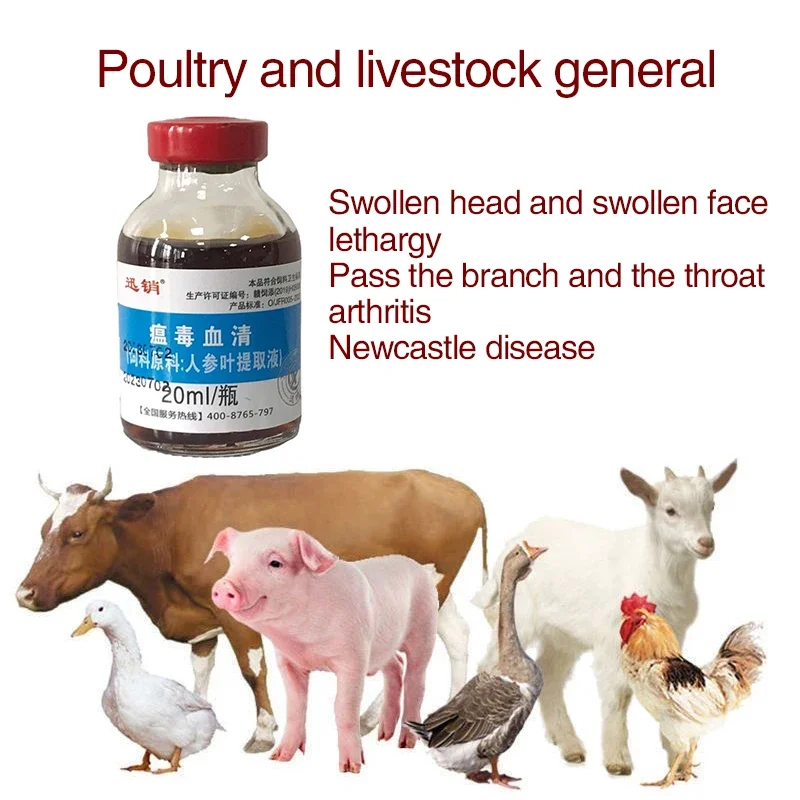 Pigeon Disease Treatment Poultry and livestock general chicken duck goose Newcastle disease head down closed eyes wings droop cattle and sheep spirit