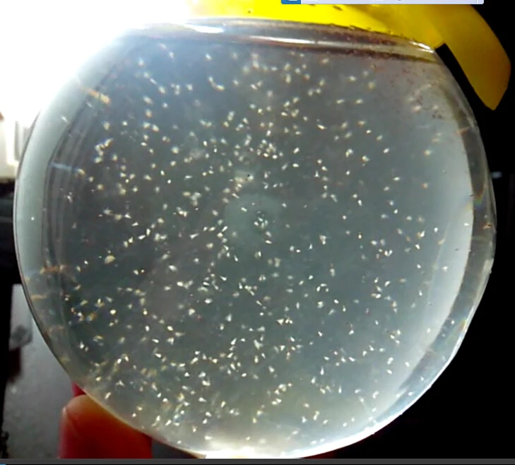 What Do Sea Monkeys Look Like
