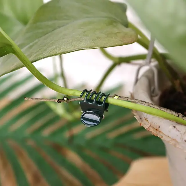 50/100Pcs Plant Clips Butterfly Orchid Flower Support Clamp Fruit Vegetable Stem Vine Branch Tied Buckle Grafting Gardening Tool 5