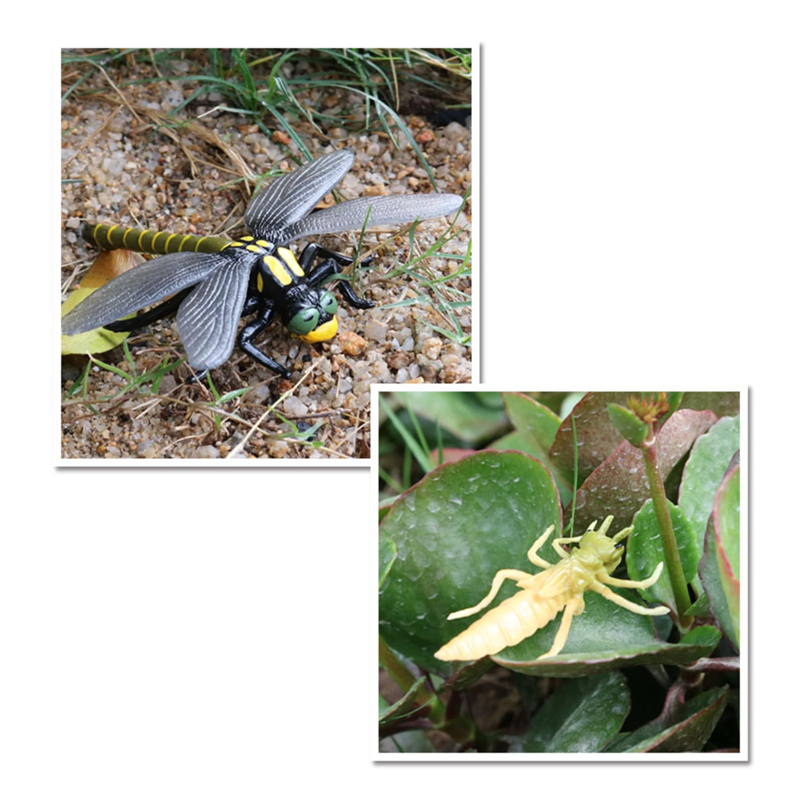 4 Stages Life Cycle of a Dragonfly Simulation Wild Insect Animal Toy Science and Education Toys For Kid Birthday Gift 5