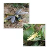 4 Stages Life Cycle of a Dragonfly Simulation Wild Insect Animal Toy Science and Education Toys For Kid Birthday Gift 5